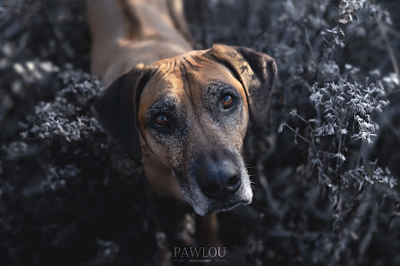Pawlou Photography