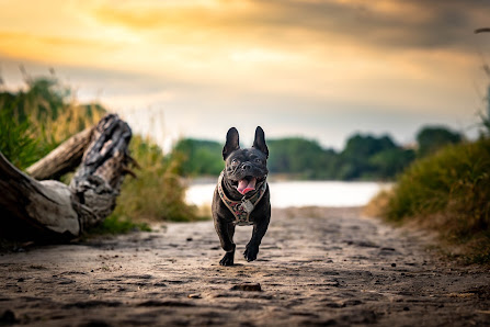 Phils Pet Portraits