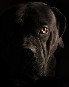 Paul Croes animal photography in studio