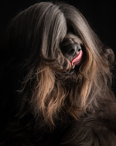 Paul Croes animal photography in studio