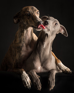 Paul Croes animal photography in studio
