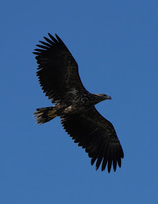 Natur und Wildlife Fotografie Berlin Brandenburg Regional - Sven Budberg