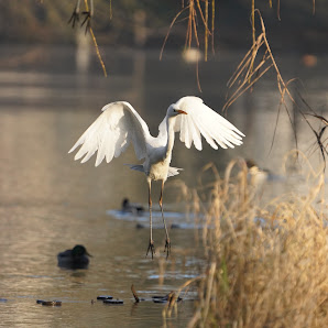 Natur und Wildlife Fotografie Berlin Brandenburg Regional - Sven Budberg