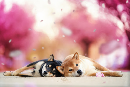 Tamashinu Photography by Alexandra Schultz