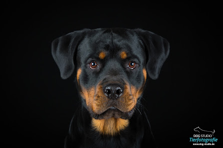 Dog Studio Tierfotografie