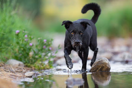 Dog Studio Tierfotografie