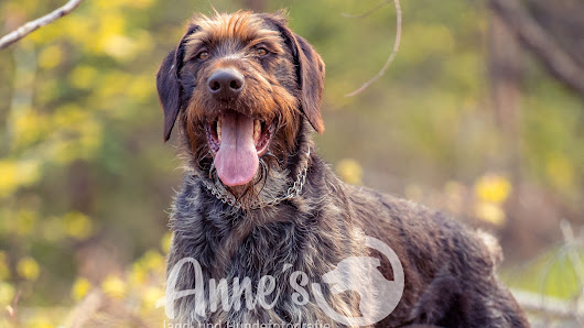 Annes Jagd-und Hundefotografie