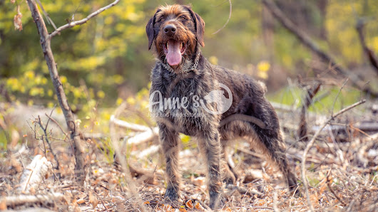 Annes Jagd-und Hundefotografie