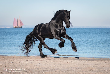 Equinemoments Pferdefotografie
