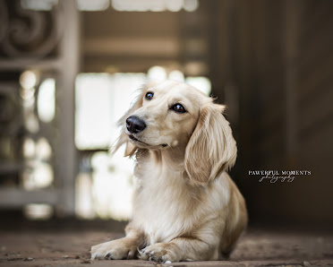 Pawerful Moments - Tierfotografie Saarland