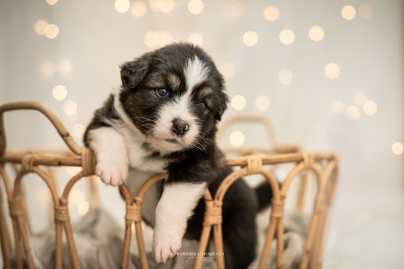Pawerful Moments - Tierfotografie Saarland