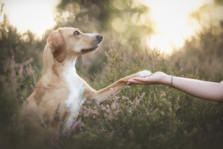 Tierfotografie | Tierblick Fotografie
