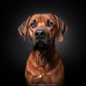 Tierfotografie | Tierblick Fotografie