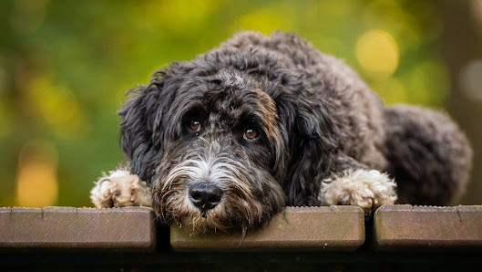 Daniel Wirth - allesWIRTHgut Tierfotografie Mönchengladbach