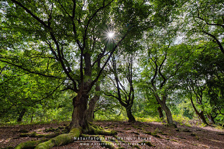 Naturfotografie Kruse