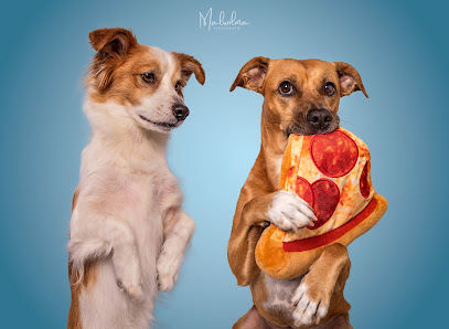 Malwilma Fotografie - Hundefotografie/Tierfotografie