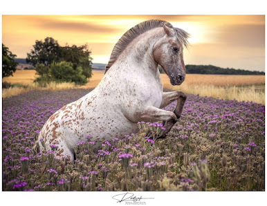 Marcel Andre Ratzek Photograhie