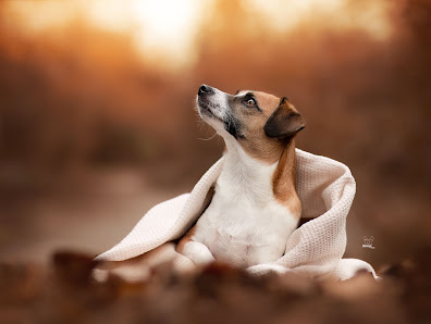 Savoy Dogs Fotografie
