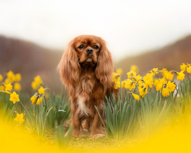 Savoy Dogs Fotografie
