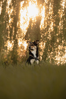 AH Fotografie