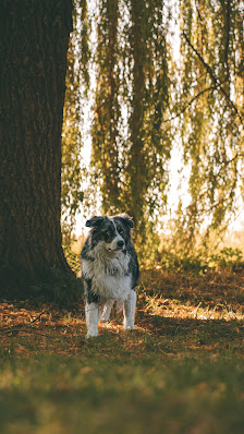 pixys.photo