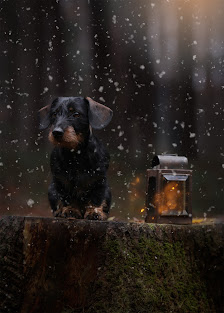Corinna Lemke | Kinder- & Hundefotografin Crailsheim