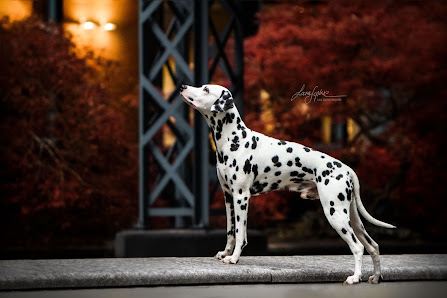 Lara Sophie Fotografie, Tierfotografie im Raum Stuttgart