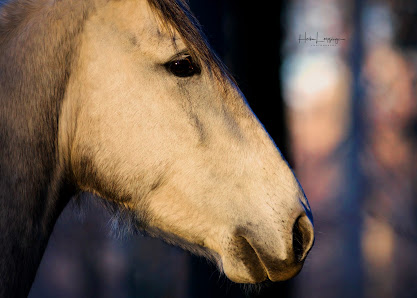 helo-photography Tierfotografie