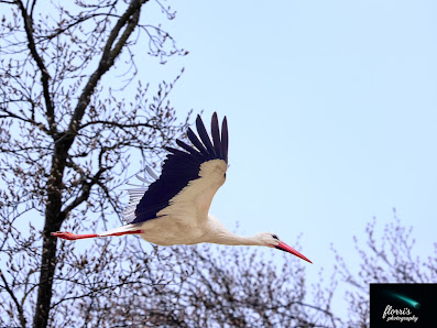 florri's photography