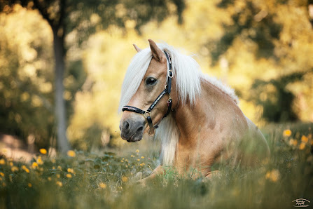 Tierfotografie Veronika Lippolt