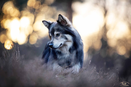 Tierfotografie Veronika Lippolt