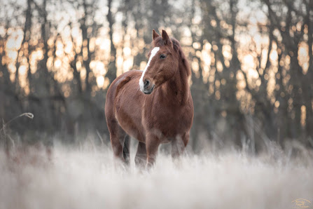 Tierfotografie Veronika Lippolt