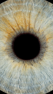 Iris Fotografie Ingolstadt