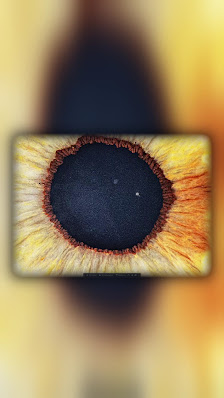 Iris Fotografie Ingolstadt