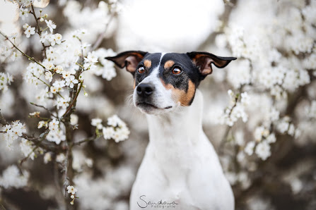 Sandowa Fotografie - Tierfotografie Rems-Murr-Kreis