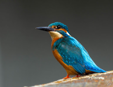 Bernd Bläsing Photography - Natur- & Tierfotografie - Naturführungen