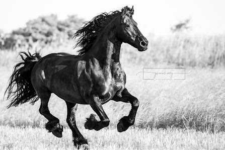 Yvonne Mey Photography
