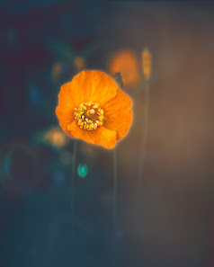 Remulus Coman photographer