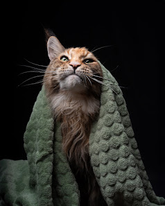 Purrfession | Tierfotografie