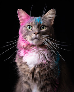 Purrfession | Tierfotografie