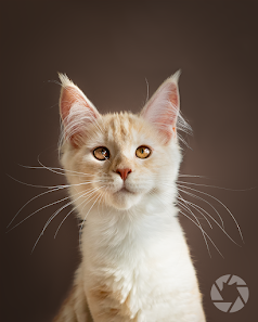 Purrfession | Tierfotografie