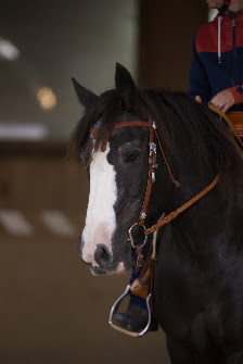 Armin Pollak Tierfotografie