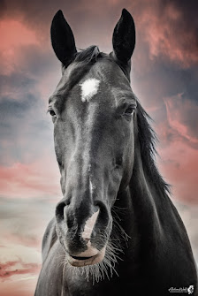 Andreas Wedel Tierfotografie + Film
