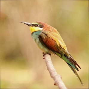 Martins Vogelparadies | Vogelfotografie in Bastheim