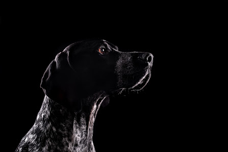 Pfotografie - Hund und mehr