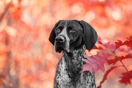 Pfotografie - Hund und mehr