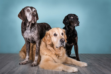 Pfotografie - Hund und mehr