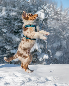 PFOTEN IN SZENE – HUNDEFOTOGRAFIE