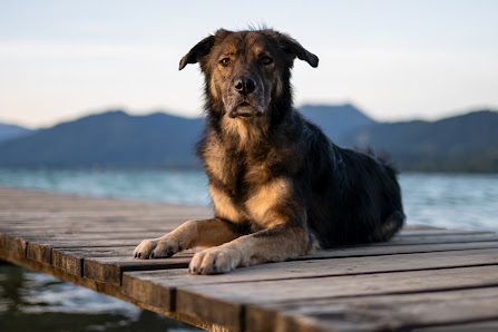 PFOTEN IN SZENE – HUNDEFOTOGRAFIE