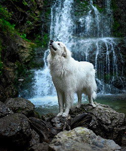 PFOTEN IN SZENE – HUNDEFOTOGRAFIE